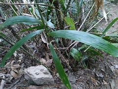 Calamus formosanus