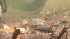 Notropis bifrenatus