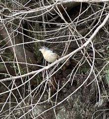 Fringilla coelebs canariensis