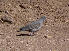 Patagioenas maculosa albipennis