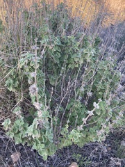 Pseudodictamnus hirsutus