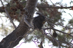 Sciurus carolinensis