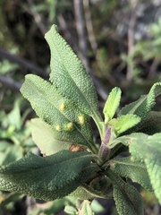 Rhopalomyia audibertiae