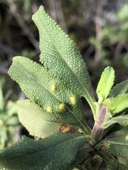 Rhopalomyia audibertiae