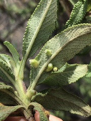 Rhopalomyia audibertiae
