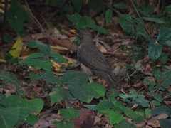 Turdus pelios