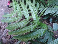 Woodwardia japonica