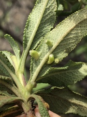 Rhopalomyia audibertiae