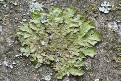 Melanelixia glabratula