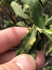 Rhopalomyia audibertiae