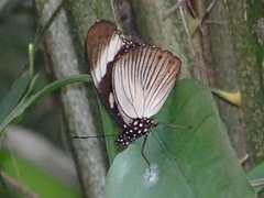 Lepidoptera