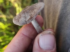 Entoloma