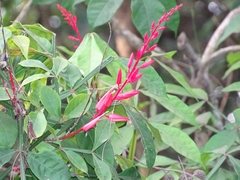 Magnoliopsida