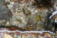 Aulactinia verrucosa