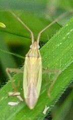 Stenodema calcarata