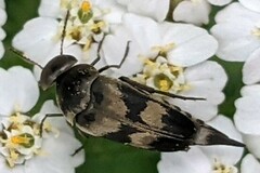 Variimorda villosa