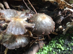 Fungi