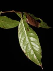 Pleurothyrium immersum