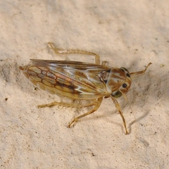 Agallia consobrina