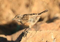 Saxicola rubicola