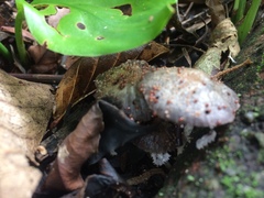 Fungi