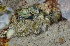 Aulactinia verrucosa