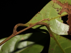 Pleurothyrium immersum