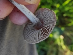 Entoloma