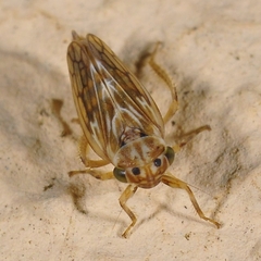 Agallia consobrina