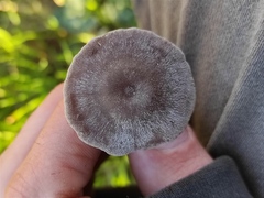 Entoloma