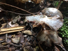 Fungi