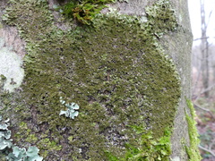 Melanelixia glabratula