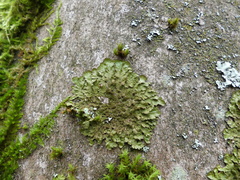 Melanelixia glabratula