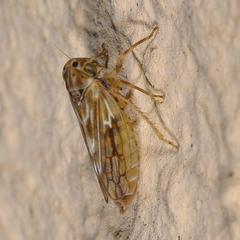 Agallia consobrina