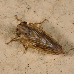 Agallia consobrina