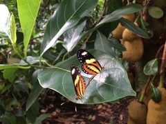 Lepidoptera