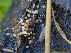 Myxomycetes