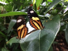 Lepidoptera
