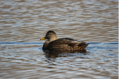 Anas rubripes × platyrhynchos