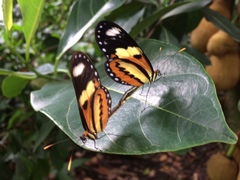 Lepidoptera
