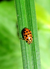 Anisosticta novemdecimpunctata