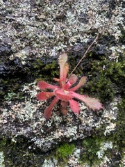 Micranthes petiolaris