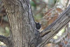 Sciurus carolinensis