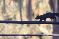 Sciurus carolinensis