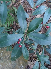 Ardisia cornudentata morrisonensis
