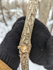 Celastrus orbiculatus