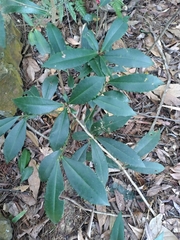 Ardisia cornudentata morrisonensis
