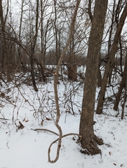 Celastrus orbiculatus