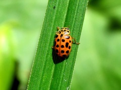 Anisosticta novemdecimpunctata