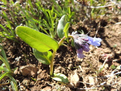 Mertensia longiflora